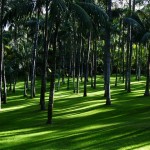 tuinposter palmen